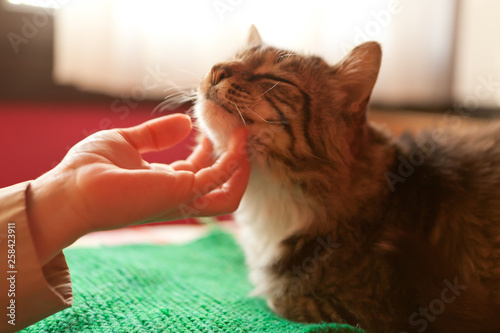 Caressing the cat photo