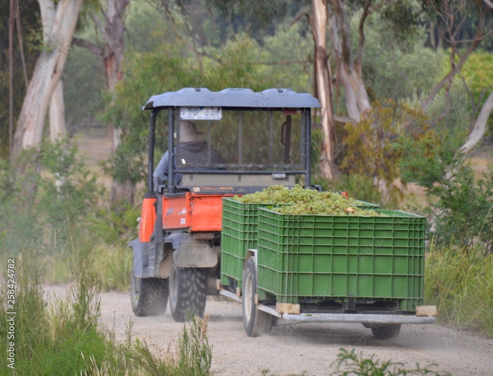 Boxes of freshly picked grapes being moved by tractor and trailer along a dirt track at a winery in Australia at harvest time
