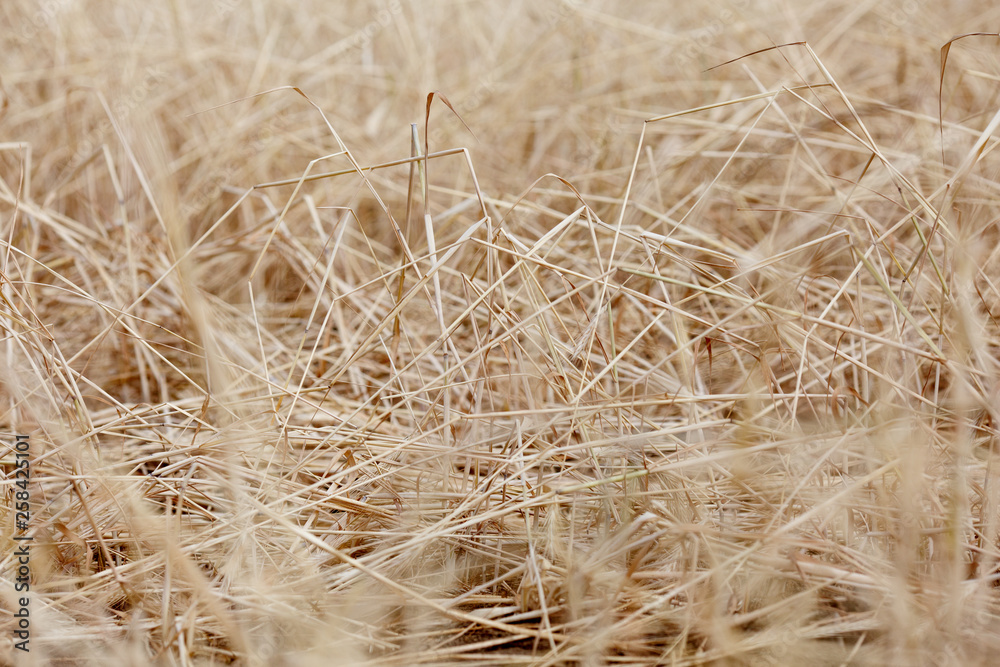 Close up of hay grass