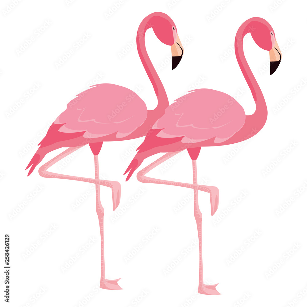 Obraz premium elegant flamingo birds couple