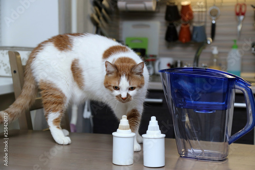 Fototapeta Naklejka Na Ścianę i Meble -  Purification of drinking water at home. Cat sniffs filters for water purification.