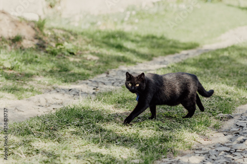 Portrait of rural cat