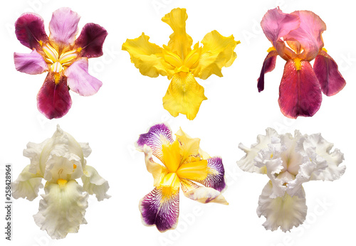 Collection of multicolored irises flowers isolated on white background. Hello spring. Flat lay  top view. Object  studio  floral pattern