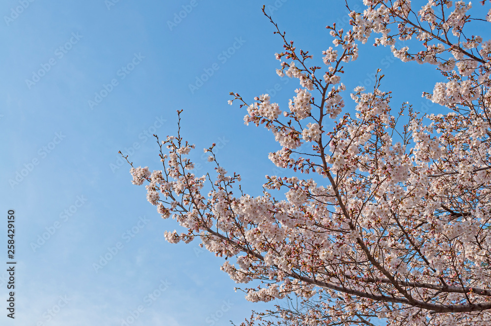 Early blooming sakura tree flower with blue sky in the background Early blooming sakura tree flower with blue sky in the background