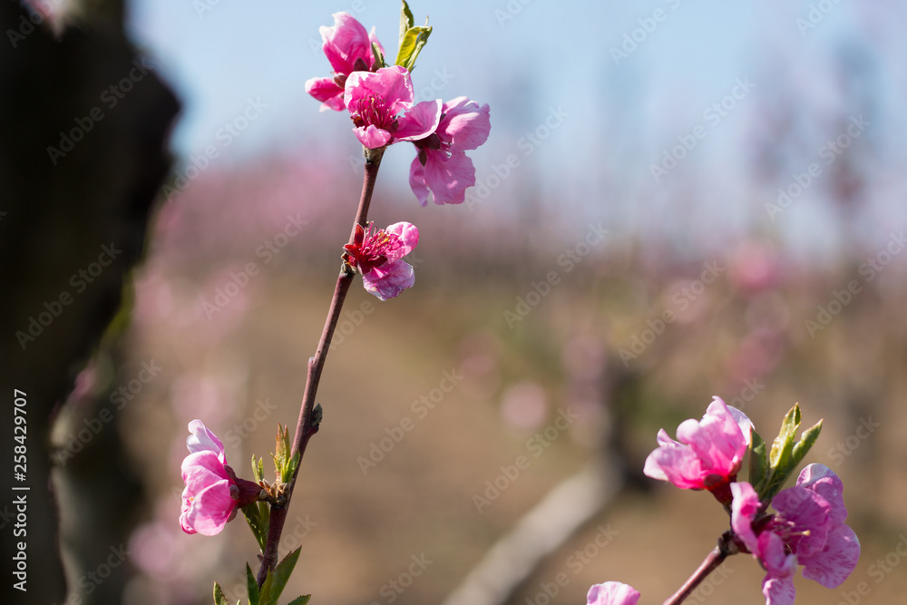 Peach blossom Peach blossom