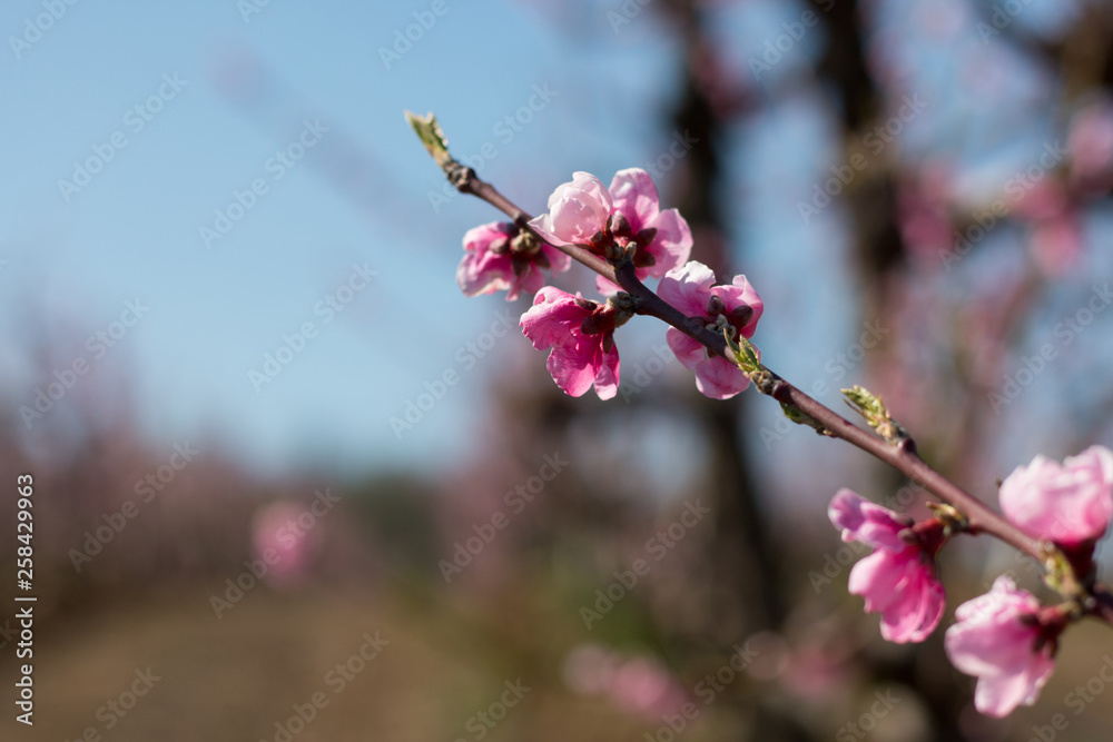 Peach blossom Peach blossom