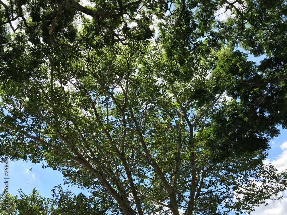 Natureza Natureza
