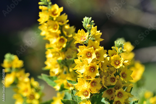 Принти на полотні Dotted loosestrife (lysimachia punctata)