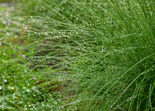 Dewy Grass in the Dallas Arboretum