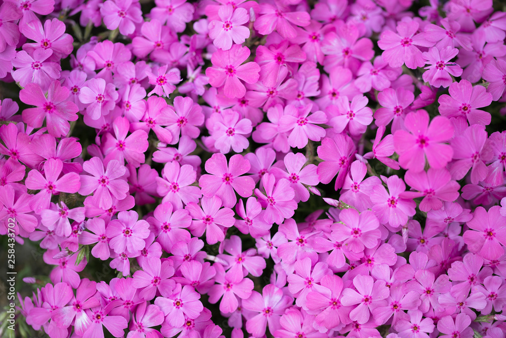 Pink flowers of aubrieta