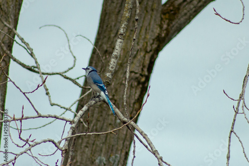 A Blue Jay (Cyanocitta cristata) sitting a tree in winter. shot in Southern Ontario.