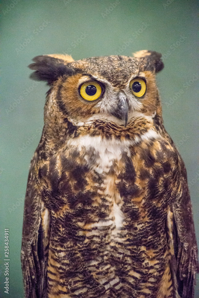 Fototapeta premium A Screech Owl in rehab sitting on a handler's glove.