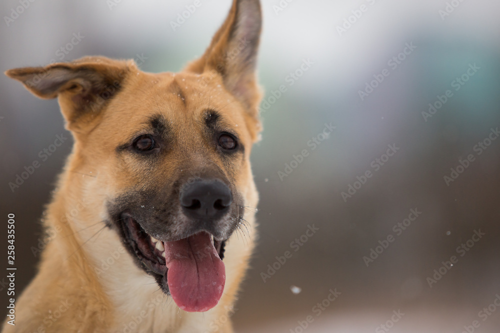 Fototapeta premium Cute mixed breed dog outside. Mongrel in the snow