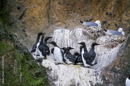 Group or Flock of Birds nesting in cliffs in Westman Islands Iceland  Common murre or common guillemot 