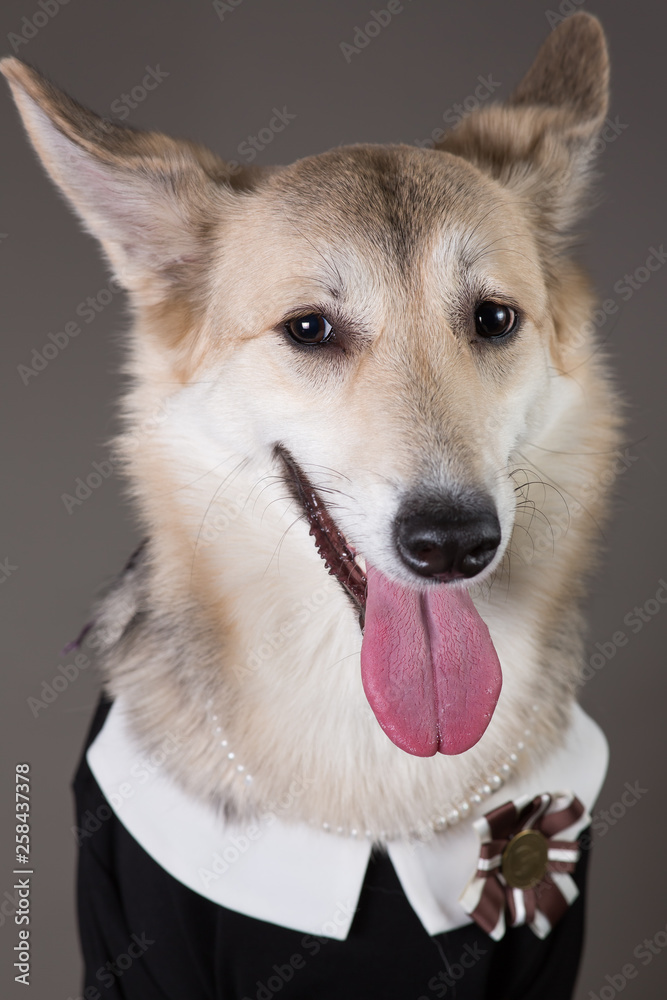 Middle size dog wearing school uniform dress, looking at the camera and sitting,