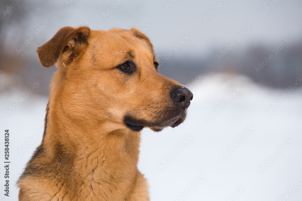 Cute mixed breed dog outside. Mongrel in the snow Cute mixed breed dog outside. Mongrel in the snow
