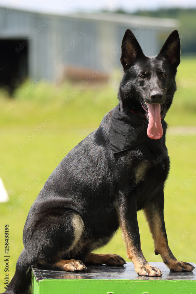 german shepherd dog