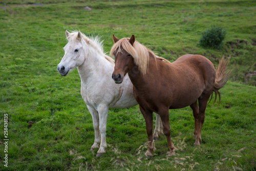 two horses of the Icelandic breed in full growth
