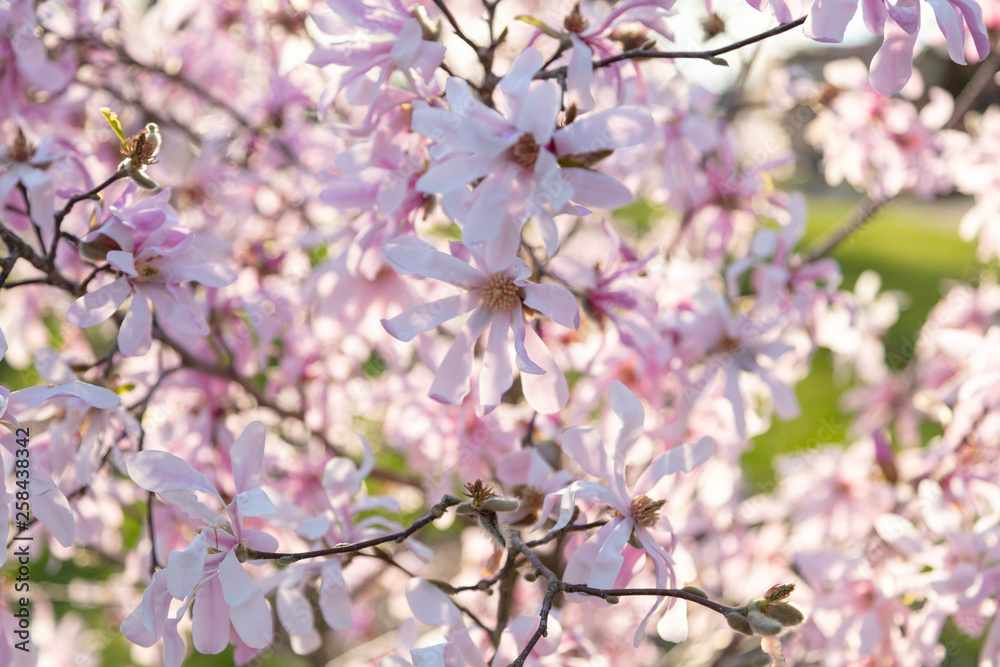 Washington Cherry Blossoms Washington Cherry Blossoms