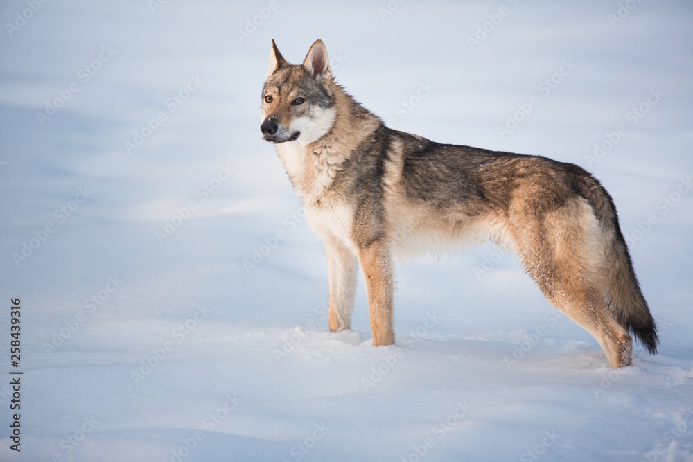 Grey Wolf, Canis lupus standing in a meadow on snow Grey Wolf, Canis lupus standing in a meadow on snow