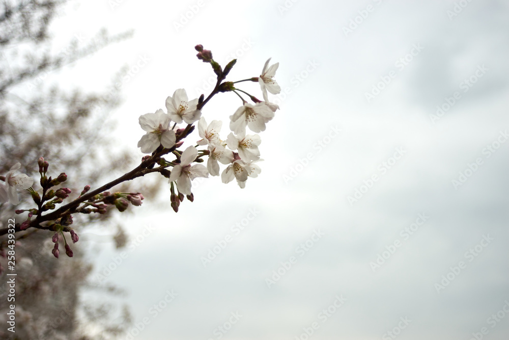 花曇り・桜の花