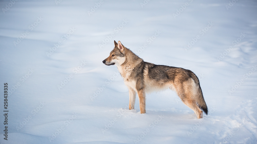 Grey Wolf, Canis lupus standing in a meadow on snow