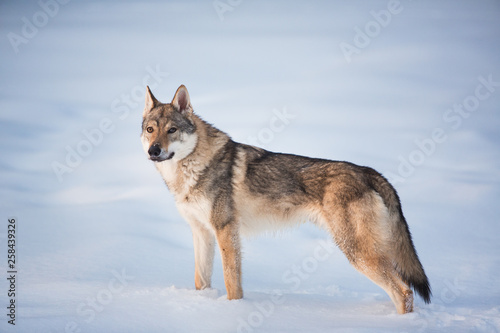 Grey Wolf, Canis lupus standing in a meadow on snow © Alexandr
