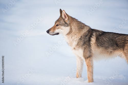 Grey Wolf  Canis lupus standing in a meadow on snow