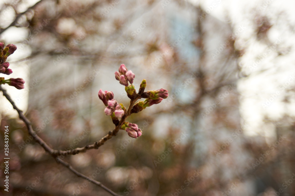 桜・ソメイヨシノのつぼみ