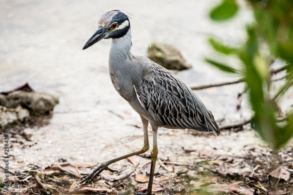 A Yellow Crowned Night Heron catching crabs on the shoreline. A Yellow Crowned Night Heron catching crabs on the shoreline.