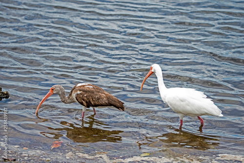 White Ibis fishing, an adult, and immature bird.