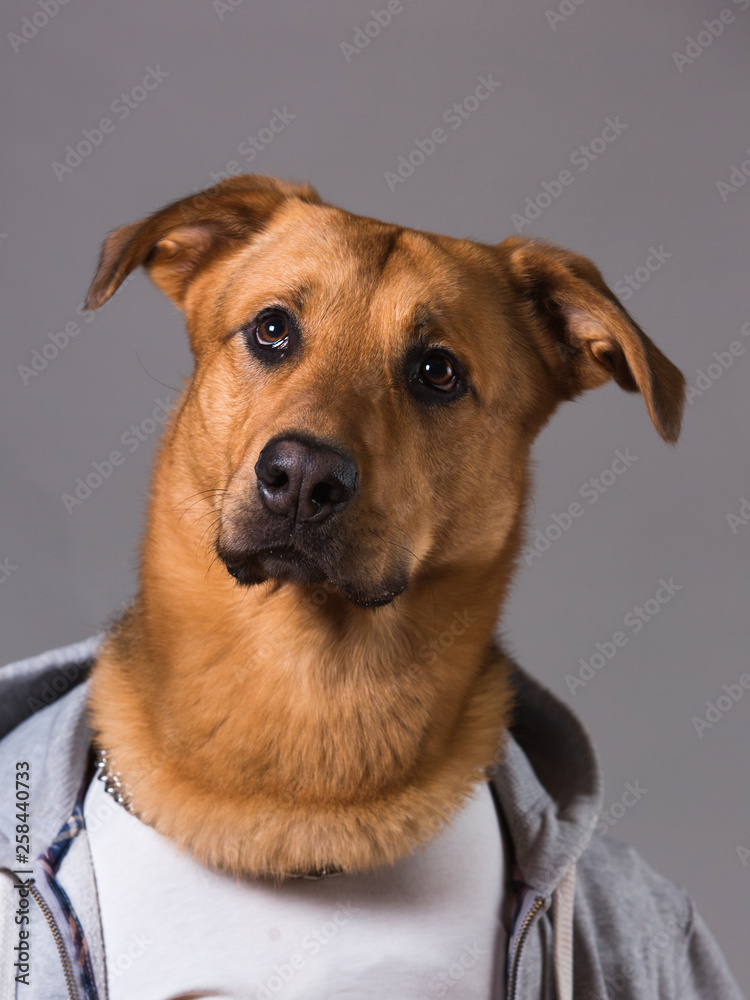 Portrait of a mixed breed dog in clothes