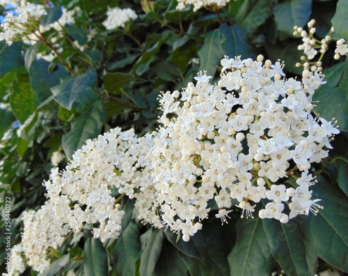 Close up of viburnum tinus  (Laurustinus) tree flowers in bloom in soft morning light. Evergreen tree, cold resistance up to -15 degrees below zero Celsius. photo