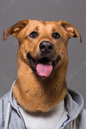 Portrait of a mixed breed dog in clothes