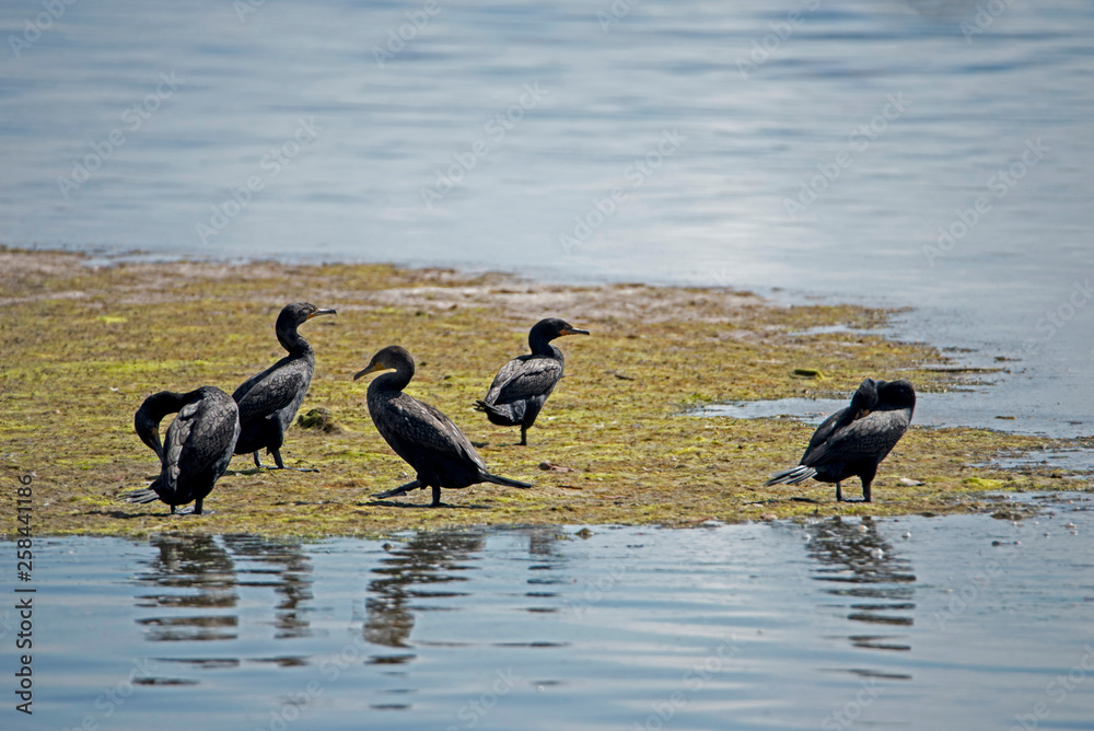 Fototapeta premium A flock of Cormorants stand on a sandbar together.