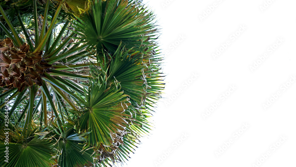 palmera palmera