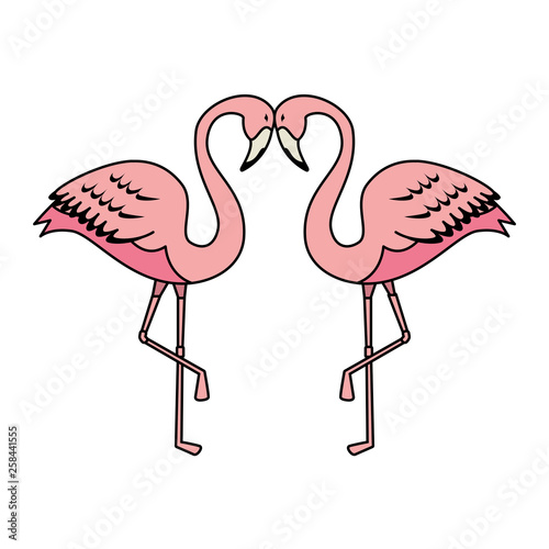 elegant flamingos birds couple