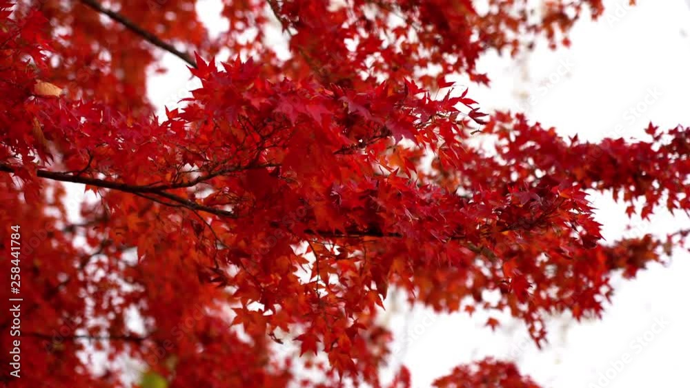 locked medium close shot of tree branches with blood red blossom leaves on white out sky background duo-tone like atmospheric picture locked medium close shot of tree branches with blood red blossom leaves on white out sky background duo-tone like atmospheric picture