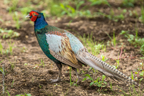 Japanese pheasant
