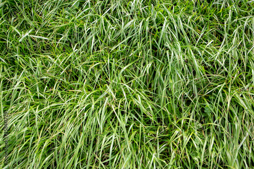 Lush, fast-growing diploid Italian ryegrass grown by farmers for nutritious rural stock feed and silage  photo