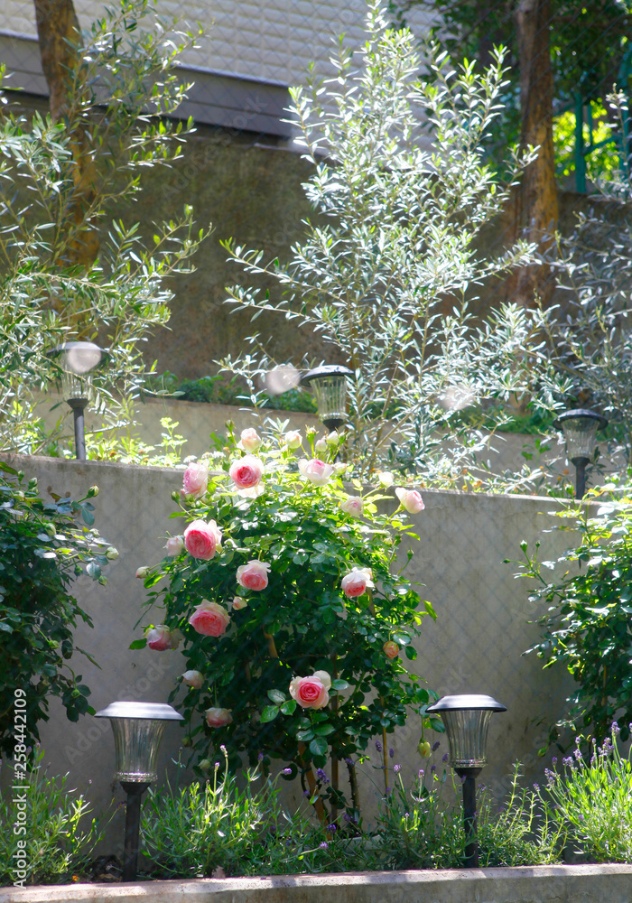 Obraz premium ばらのイメージ