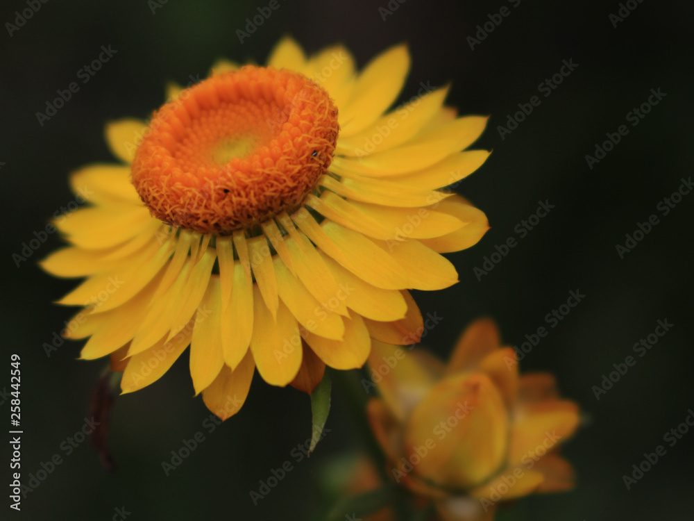 yellow flower yellow flower