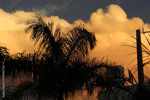 silhouette of palm trees at sunset