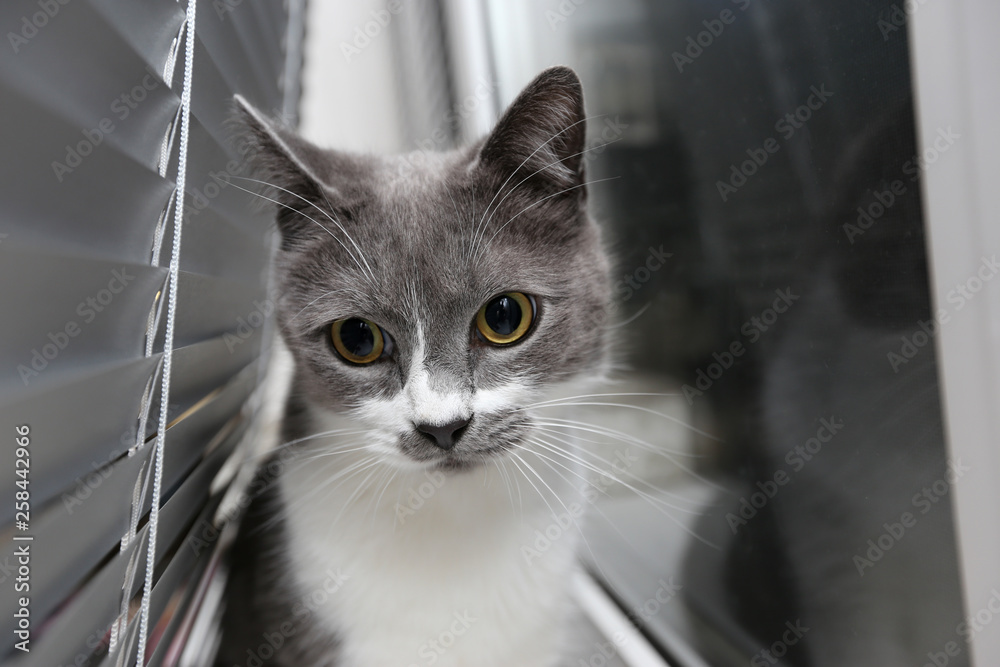 The cat on the window is hiding in the blinds. Cat in conclusion looks at his own life.