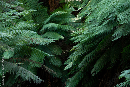 ferns in the forest