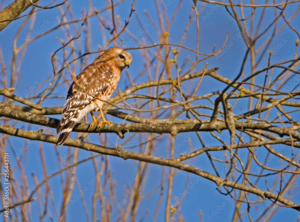 A Cooper's Hawk watching the fields for prey. A Cooper's Hawk watching the fields for prey.