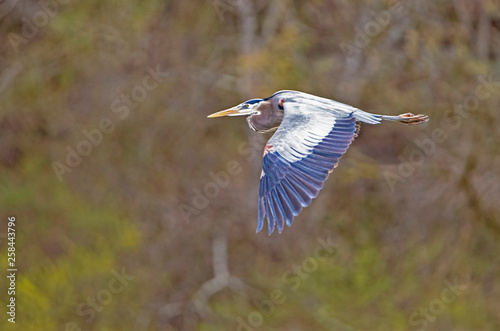 A Big Blue Heron fishes in the river for fish.