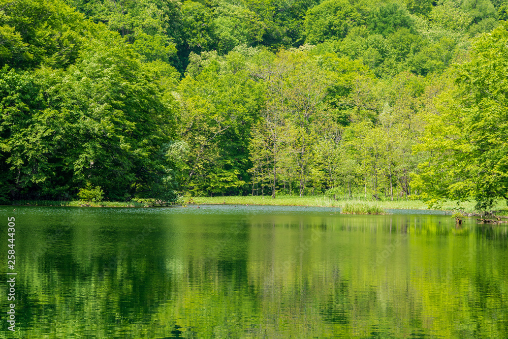 The fresh green of Aomori Prefecture Hakkoda