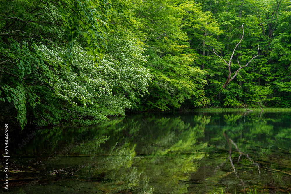 Obraz premium The fresh green of Aomori Prefecture Hakkoda