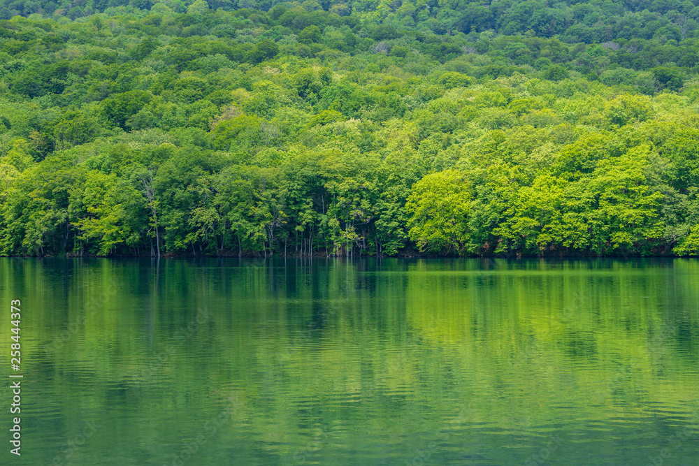 The fresh green of Aomori Prefecture Hakkoda The fresh green of Aomori Prefecture Hakkoda